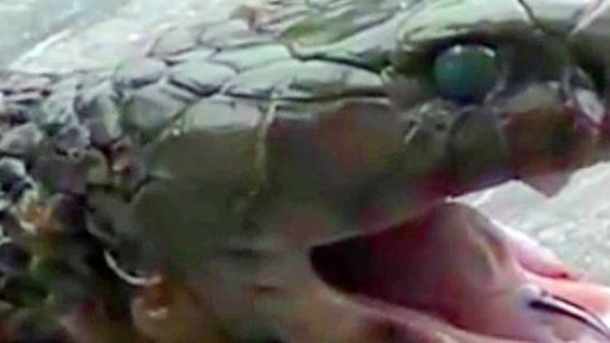 Well-Known Chef Dies After Getting Bitten By A Headless Snake - picture 2
