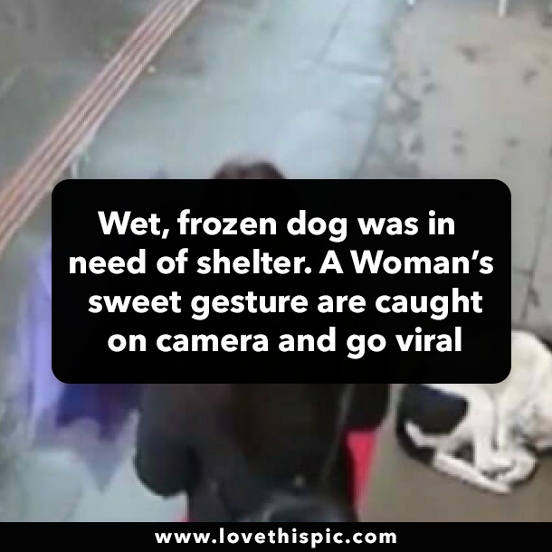 Wet, frozen dog was in need of shelter. A Woman’s sweet gesture are caught on camera and go viral