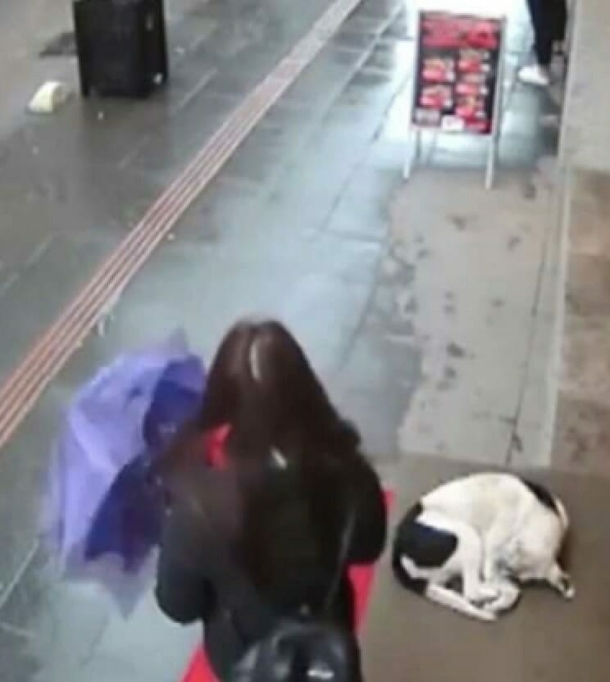 Wet, frozen dog was in need of shelter. A Woman’s sweet gesture are caught on camera and go viral - picture 2