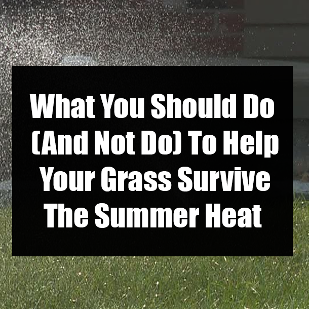What You Should Do (And Not Do) To Help Your Grass Survive The Summer Heat