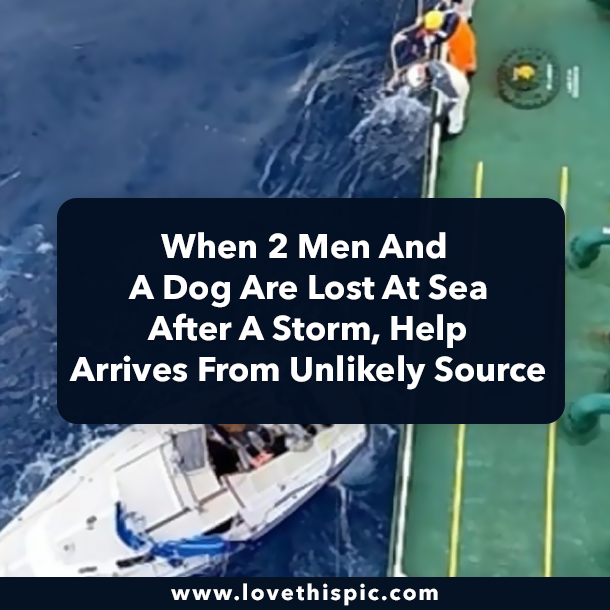When 2 Men And A Dog Are Lost At Sea After A Storm, Help Arrives From Unlikely Source