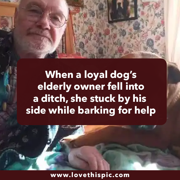 When a loyal dog’s elderly owner fell into a ditch, she stuck by his side while barking for help