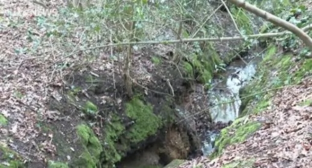 When a loyal dog’s elderly owner fell into a ditch, she stuck by his side while barking for help - picture 4