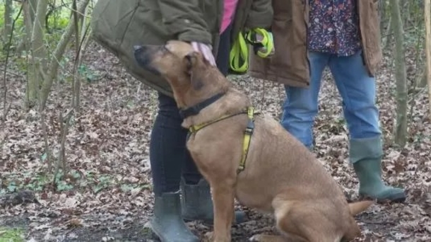 When a loyal dog’s elderly owner fell into a ditch, she stuck by his side while barking for help - picture 6