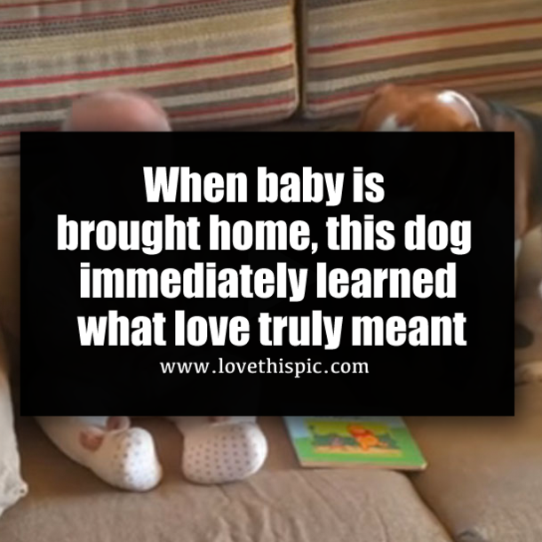 When baby is brought home, this dog immediately learned what love truly meant