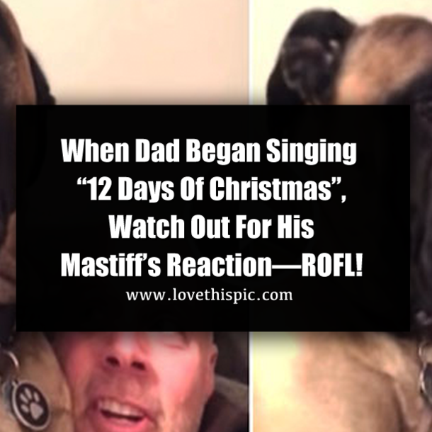 When Dad Began Singing “12 Days Of Christmas”, Watch Out For His Mastiff’s Reaction—ROFL!