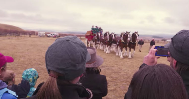 When Famous Clydesdales Show Up To Their Farm, They Know Their Lives Are About To Change - picture 2