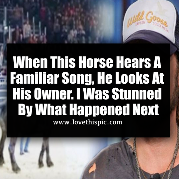 When This Horse Hears A Familiar Song, He Looks At His Owner. I Was Stunned By What Happened Next