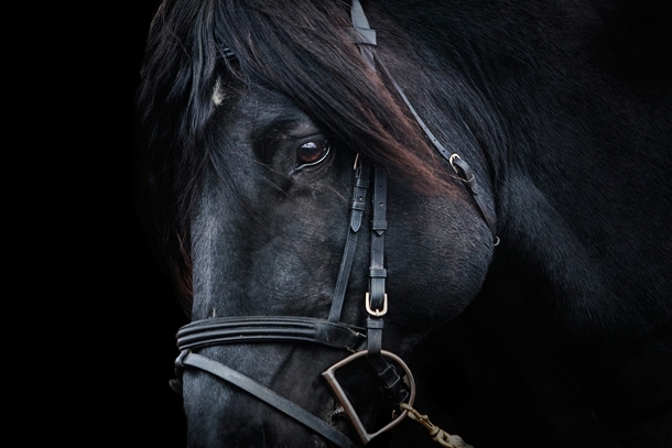 When This Horse Hears A Familiar Song, He Looks At His Owner. I Was Stunned By What Happened Next - picture 3