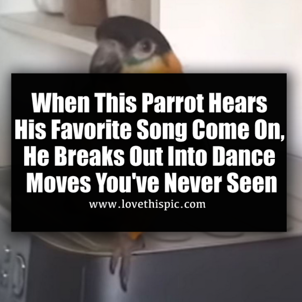 When This Parrot Hears His Favorite Song Come On, He Breaks Out Into Dance Moves You've Never Seen