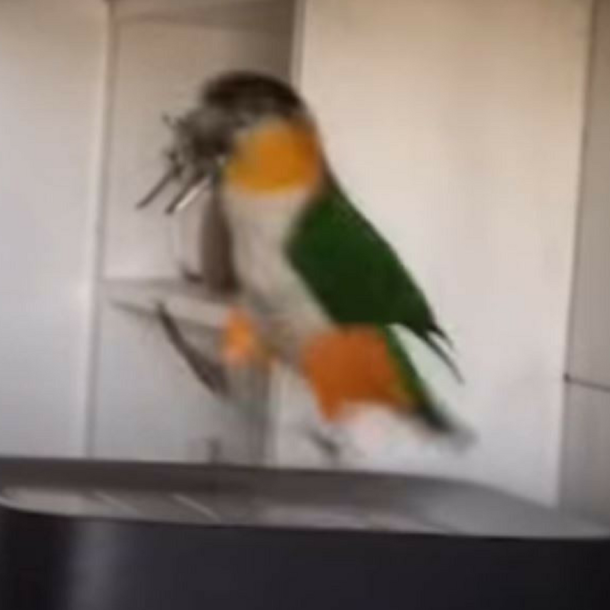 When This Parrot Hears His Favorite Song Come On, He Breaks Out Into Dance Moves You've Never Seen - picture 2