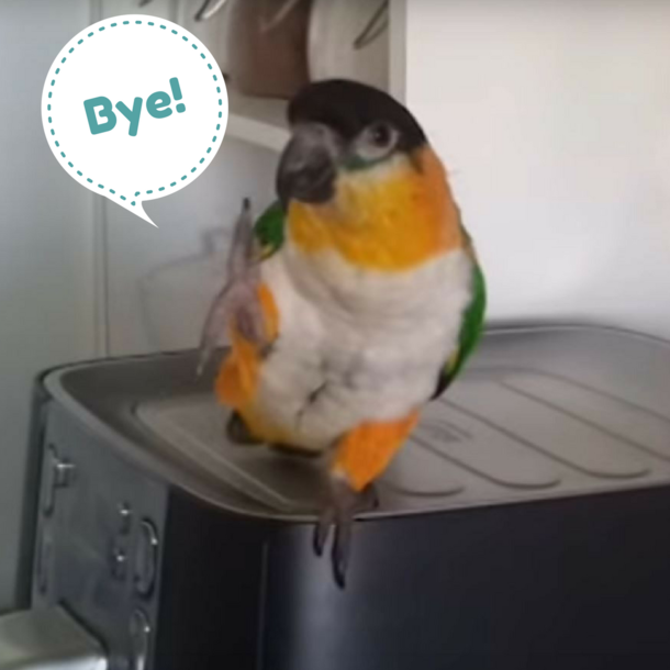 When This Parrot Hears His Favorite Song Come On, He Breaks Out Into Dance Moves You've Never Seen - picture 3