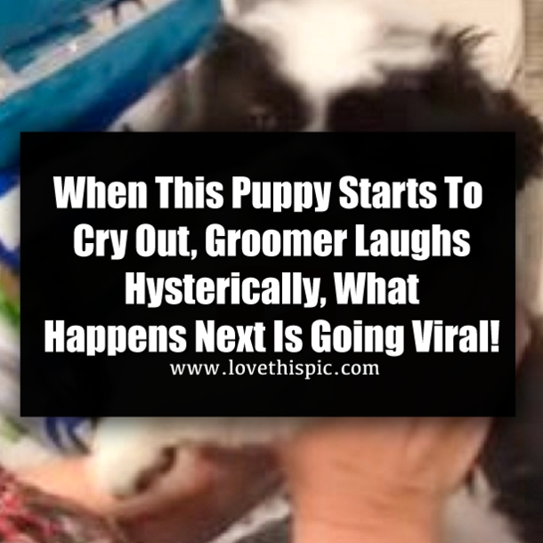 When This Puppy Starts To Cry Out, Groomer Laughs Hysterically, What Happens Next Is Going Viral!