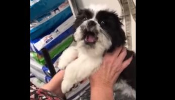 When This Puppy Starts To Cry Out, Groomer Laughs Hysterically, What Happens Next Is Going Viral! - picture 2