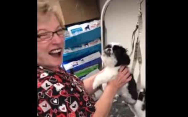 When This Puppy Starts To Cry Out, Groomer Laughs Hysterically, What Happens Next Is Going Viral! - picture 3
