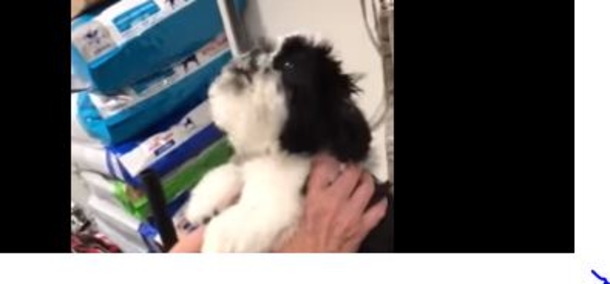 When This Puppy Starts To Cry Out, Groomer Laughs Hysterically, What Happens Next Is Going Viral! - picture 4
