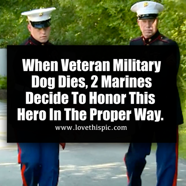 When Veteran Military Dog Dies, 2 Marines Decide To Honor This Hero In The Proper Way.