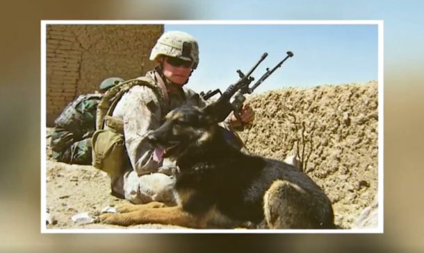 When Veteran Military Dog Dies, 2 Marines Decide To Honor This Hero In The Proper Way. - picture 2