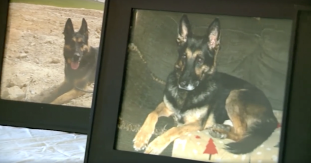 When Veteran Military Dog Dies, 2 Marines Decide To Honor This Hero In The Proper Way. - picture 4