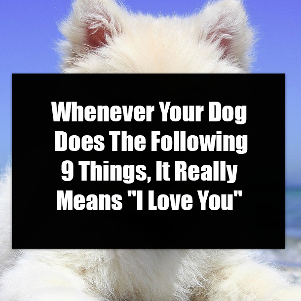 Whenever Your Dog Does The Following 9 Things, It Really Means "I Love You"