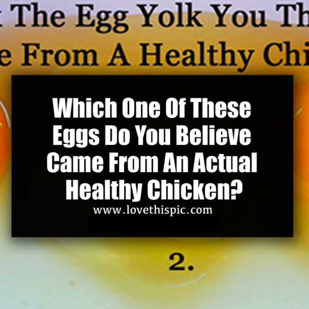 Which One Of These Eggs Do You Believe Came From An Actual Healthy Chicken?