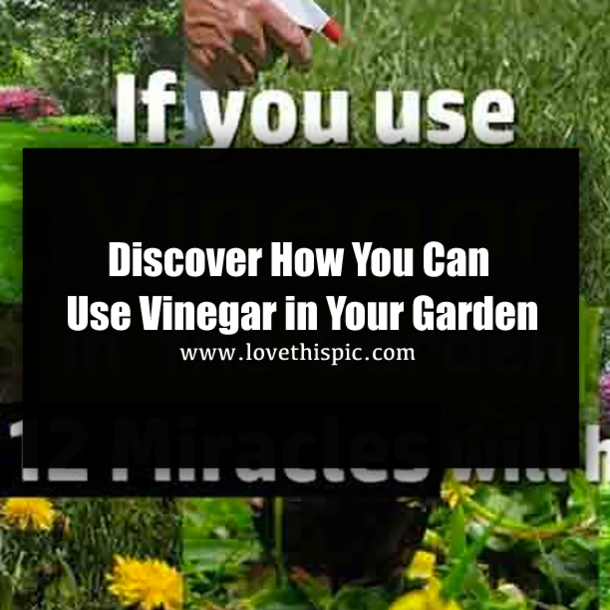 White vinegar is a gardener’s best friend. Here are 12 clever uses in the garden
