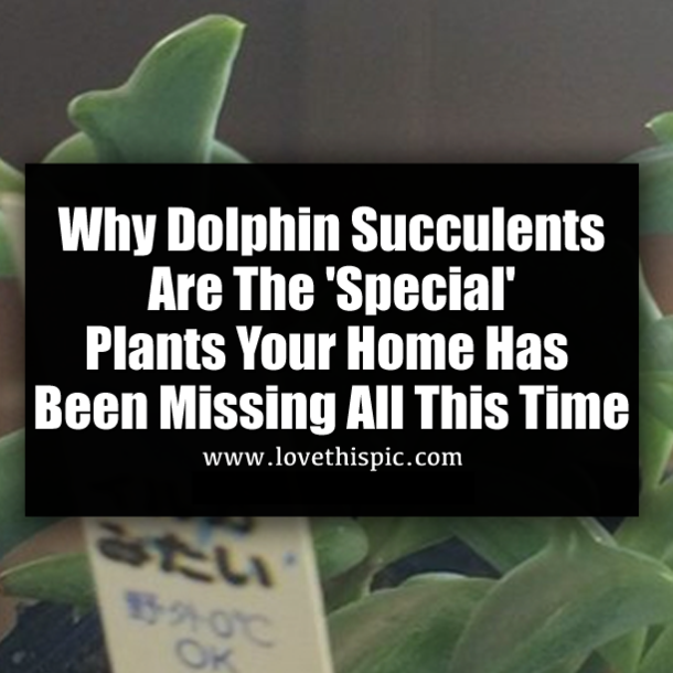 Why Dolphin Succulents Are The 'Special' Plants Your Home Has Been Missing All This Time