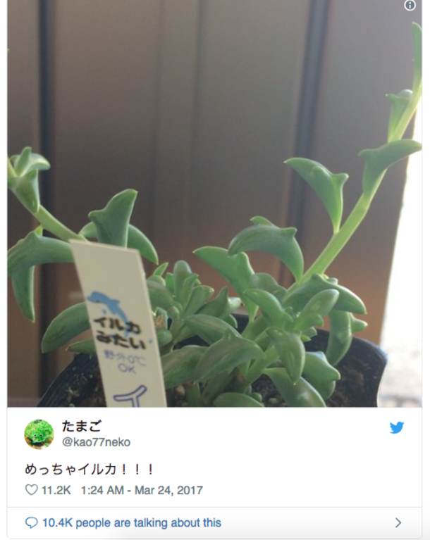Why Dolphin Succulents Are The 'Special' Plants Your Home Has Been Missing All This Time - picture 2