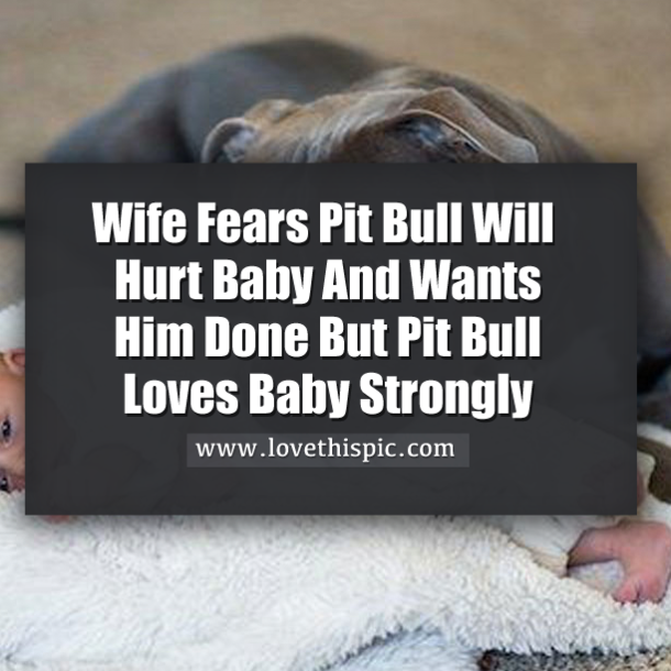 Wife Fears Pit Bull Will Hurt Baby And Wants Him Done But Pit Bull Loves Baby Strongly