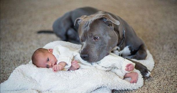 Wife Fears Pit Bull Will Hurt Baby And Wants Him Done But Pit Bull Loves Baby Strongly - picture 2