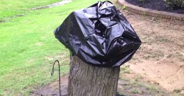 Wife Is Mad Husband Left Tree Stump Despite Asking Him To Do So. Then He Removes The Bag - picture 2