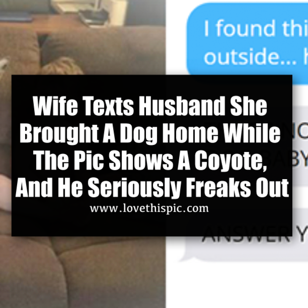 Wife Texts Husband She Brought A Dog Home While The Pic Shows A Coyote, And He Seriously Freaks Out