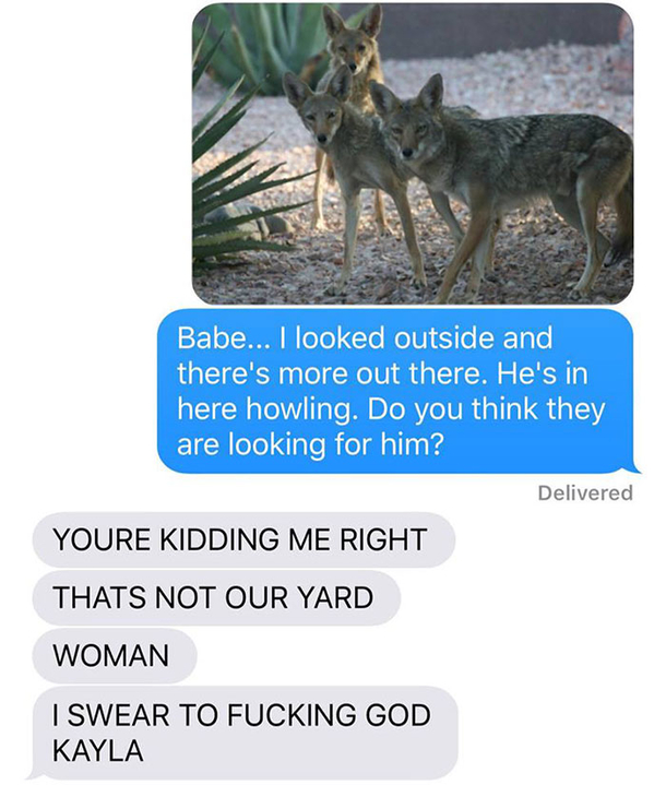 Wife Texts Husband She Brought A Dog Home While The Pic Shows A Coyote, And He Seriously Freaks Out - picture 12