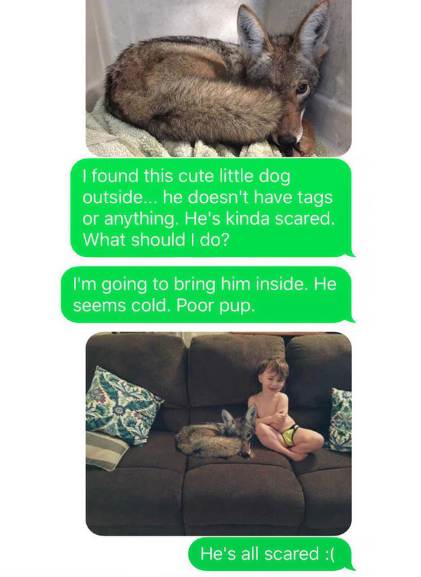 Wife Texts Husband She Brought A Dog Home While The Pic Shows A Coyote, And He Seriously Freaks Out - picture 2