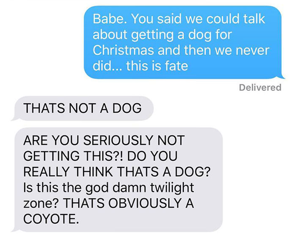 Wife Texts Husband She Brought A Dog Home While The Pic Shows A Coyote, And He Seriously Freaks Out - picture 6