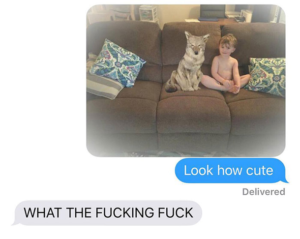 Wife Texts Husband She Brought A Dog Home While The Pic Shows A Coyote, And He Seriously Freaks Out - picture 7