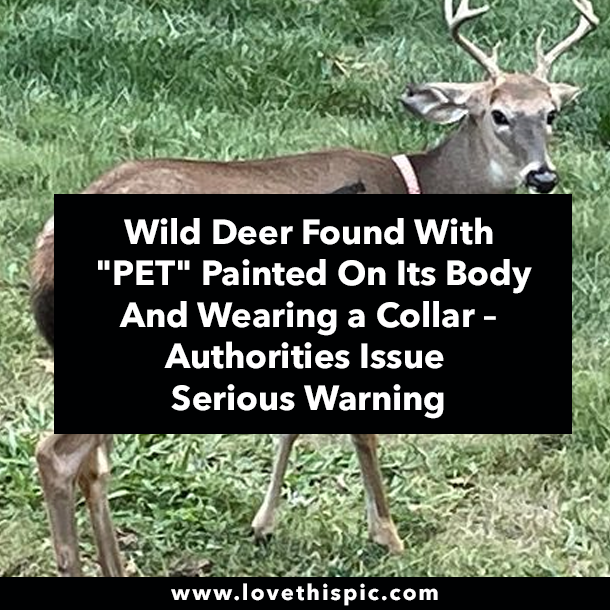 Wild Deer Found With "PET" Painted On Its Body And Wearing a Collar – Authorities Issue Serious Warning