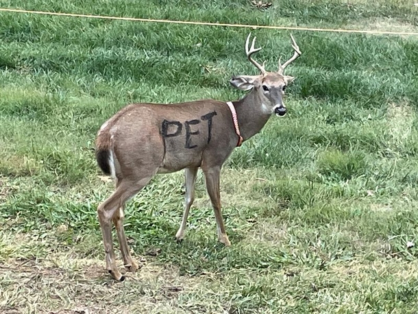 Wild Deer Found With "PET" Painted On Its Body And Wearing a Collar – Authorities Issue Serious Warning - picture 2