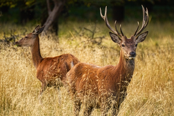 Wild Deer Found With "PET" Painted On Its Body And Wearing a Collar – Authorities Issue Serious Warning - picture 3