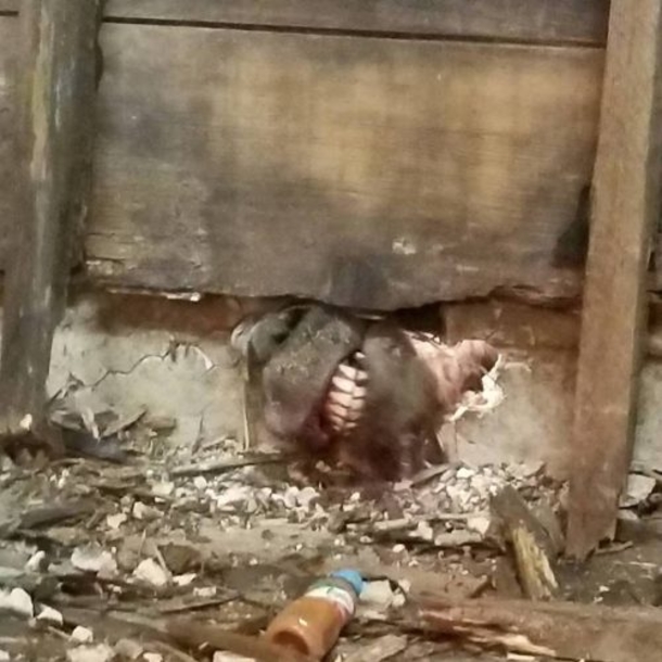 Wildfire Reporter Noticed A Set Of White Teeth Sticking Out Under A Door And Realized She Only Had Minutes To Help - picture 2
