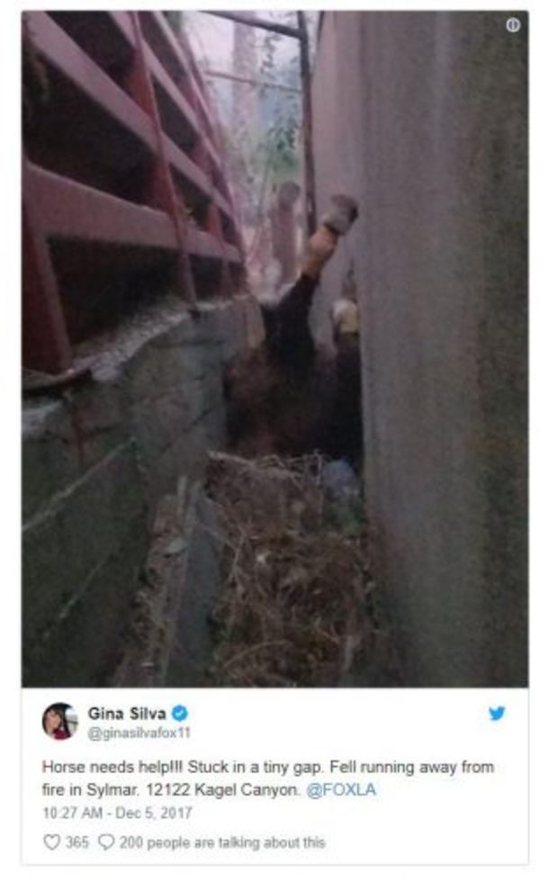 Wildfire Reporter Noticed A Set Of White Teeth Sticking Out Under A Door And Realized She Only Had Minutes To Help - picture 3