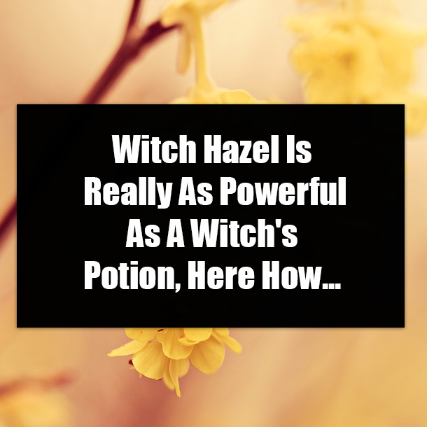 Witch Hazel Is Really As Powerful As A Witch's Potion, Here How...