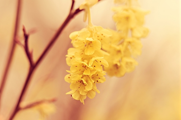 Witch Hazel Is Really As Powerful As A Witch's Potion, Here How... - picture 2