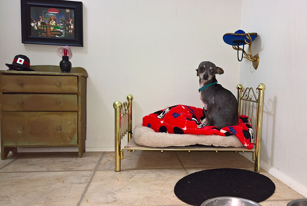 Woman Built Her Dog A Bedroom Under The Stairs The Results & Details Are Impressive - picture 5