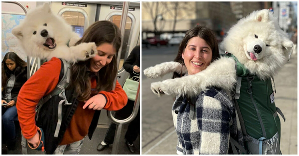 Woman carries her huge, adorable, 52-pound dog in backpack in order to get around NYC subway rule - picture 2