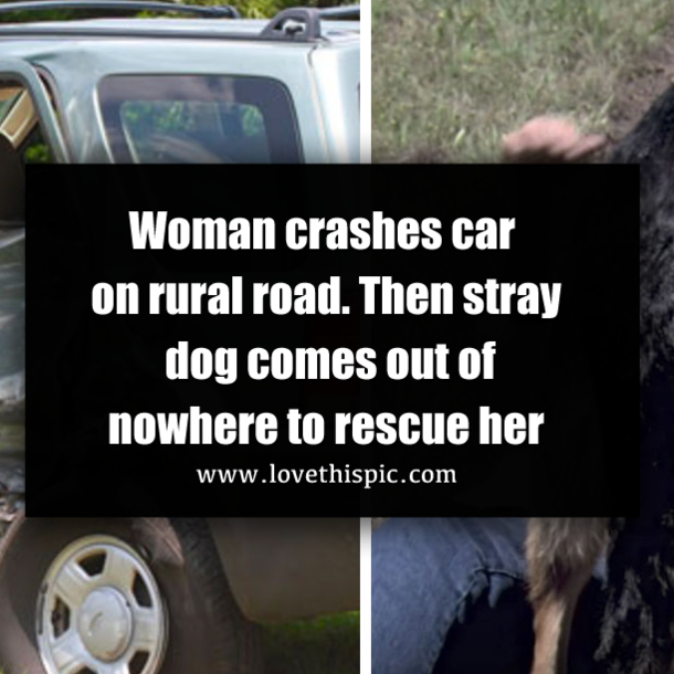 Woman crashes car on rural road. Then stray dog comes out of nowhere to rescue her
