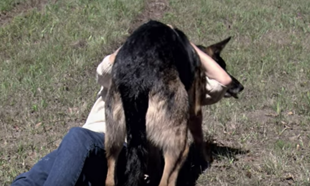 Woman crashes car on rural road. Then stray dog comes out of nowhere to rescue her - picture 4