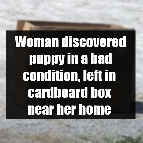 Woman discovered puppy in a bad condition, left in cardboard box near her home