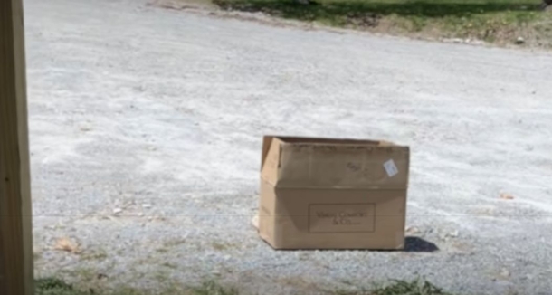 Woman discovered puppy in a bad condition, left in cardboard box near her home - picture 2