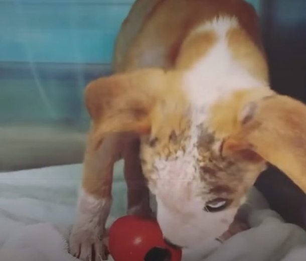Woman discovered puppy in a bad condition, left in cardboard box near her home - picture 3